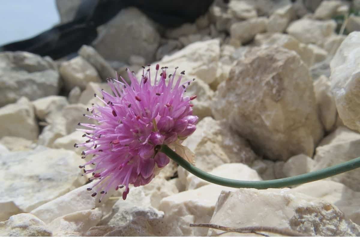Miracolo: nel Lazio scoperta una nuova pianta, si chiama Allium