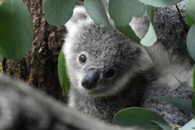Koala specie a rischio di estinzione: allarme dall’Australia
