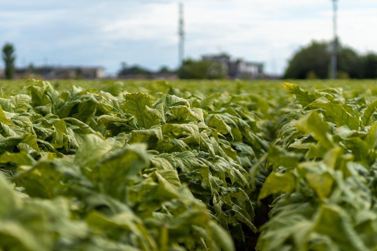 Philip Morris Italia e Coldiretti siglano il patto “salva raccolti” Philip Morris Italia e Coldiretti siglano il patto “salva raccolti”