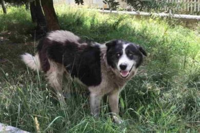 Cane narcotizzato davanti ai bambini muore in canile. Il dramma di Cucciolone