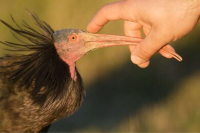 Allarme bracconaggio, a Roma ucciso a colpi di fucile un raro ibis eremita