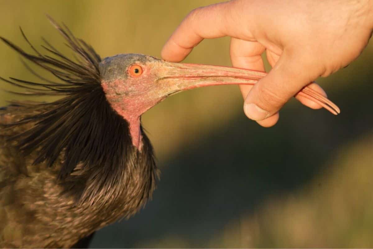Allarme bracconaggio, a Roma ucciso a colpi di fucile un raro ibis eremita Allarme bracconaggio, a Roma ucciso a colpi di fucile un raro ibis eremita