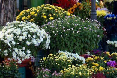 Lite fra egiziani finisce a colpi di forbici, 39enne in manette a Portuense
