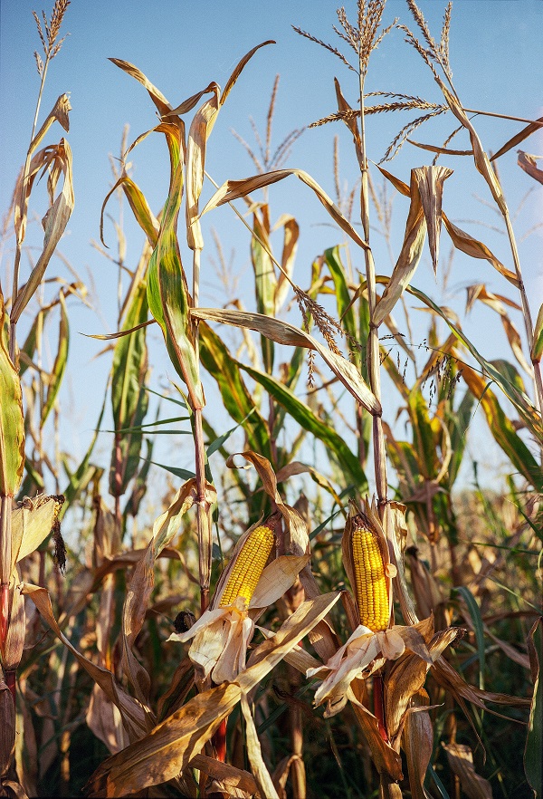 Crisi Ucraina – Mais, grano, soia: su i costi delle materie prime agricrole Crisi Ucraina – Mais, grano, soia: su i costi delle materie prime agricrole