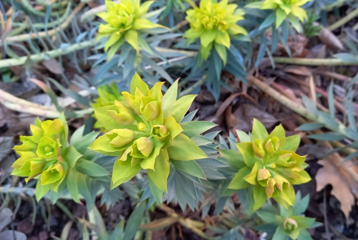 Gli Orti botanici milanesi di Brera e Città Studi aprono al pubblico Gli Orti botanici milanesi di Brera e Città Studi aprono al pubblico