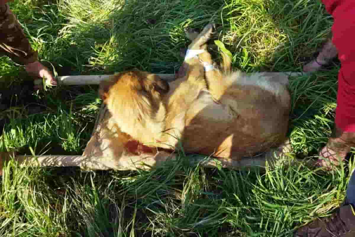 Cuccioli sbranati, catture da lager: dopo Cucciolone continuano le crudeltà Cuccioli sbranati, catture da lager: dopo Cucciolone continuano le crudeltà