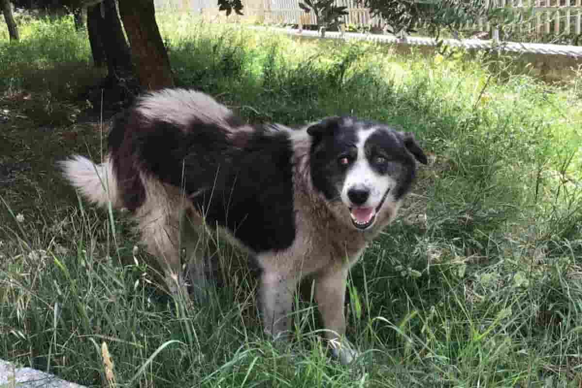 Cuccioli sbranati, catture da lager: dopo Cucciolone continuano le crudeltà Cuccioli sbranati, catture da lager: dopo Cucciolone continuano le crudeltà