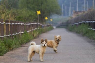 Il cane può provare dolore per la morte di un altro cane