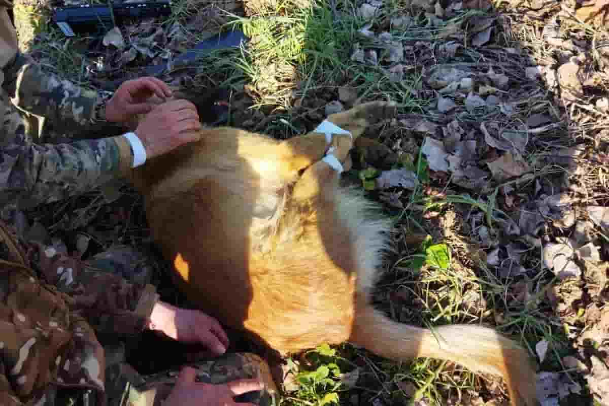 Cuccioli sbranati, catture da lager: dopo Cucciolone continuano le crudeltà Cuccioli sbranati, catture da lager: dopo Cucciolone continuano le crudeltà