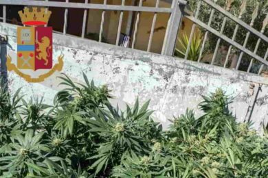 Serra di marijuana in un garage a Roma: in manette un 39enne