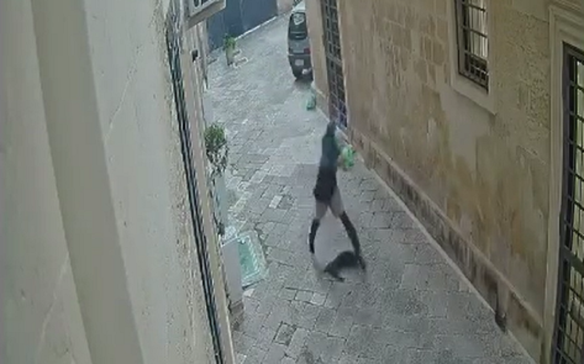 Gatto ucciso a calci a Lecce, video delle violenze. È caccia al responsabile Gatto ucciso a calci a Lecce, video delle violenze. È caccia al responsabile