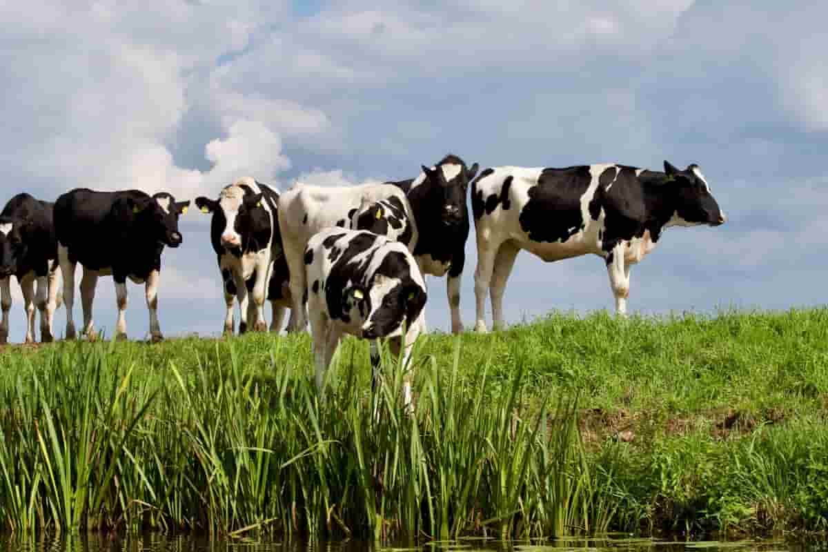 Caro energia, sollievo per gli allevatori: fissato il prezzo del latte Caro energia, sollievo per gli allevatori: fissato il prezzo del latte