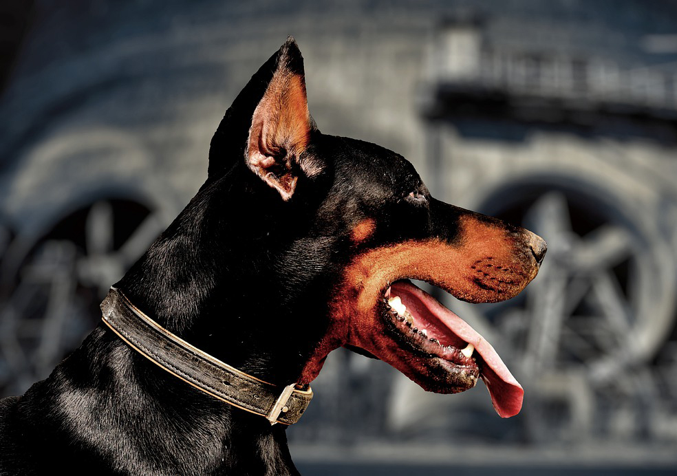 Ventenne sbranata da dodici cani: arrestato un allevatore di pecore Ventenne sbranata da dodici cani: arrestato un allevatore di pecore