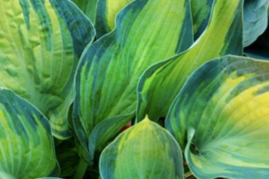 Torna FLORACULT: la mostra e mercato green per i maniaci della botanica