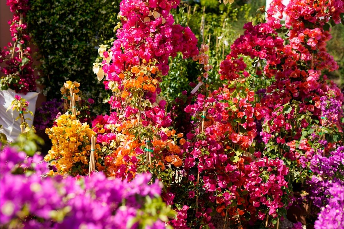Torna FLORACULT: la mostra e mercato green per i maniaci della botanica Torna FLORACULT: la mostra e mercato green per i maniaci della botanica