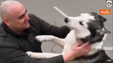 Massacro di Bucha, un cane ritrova il suo padrone tra le macerie