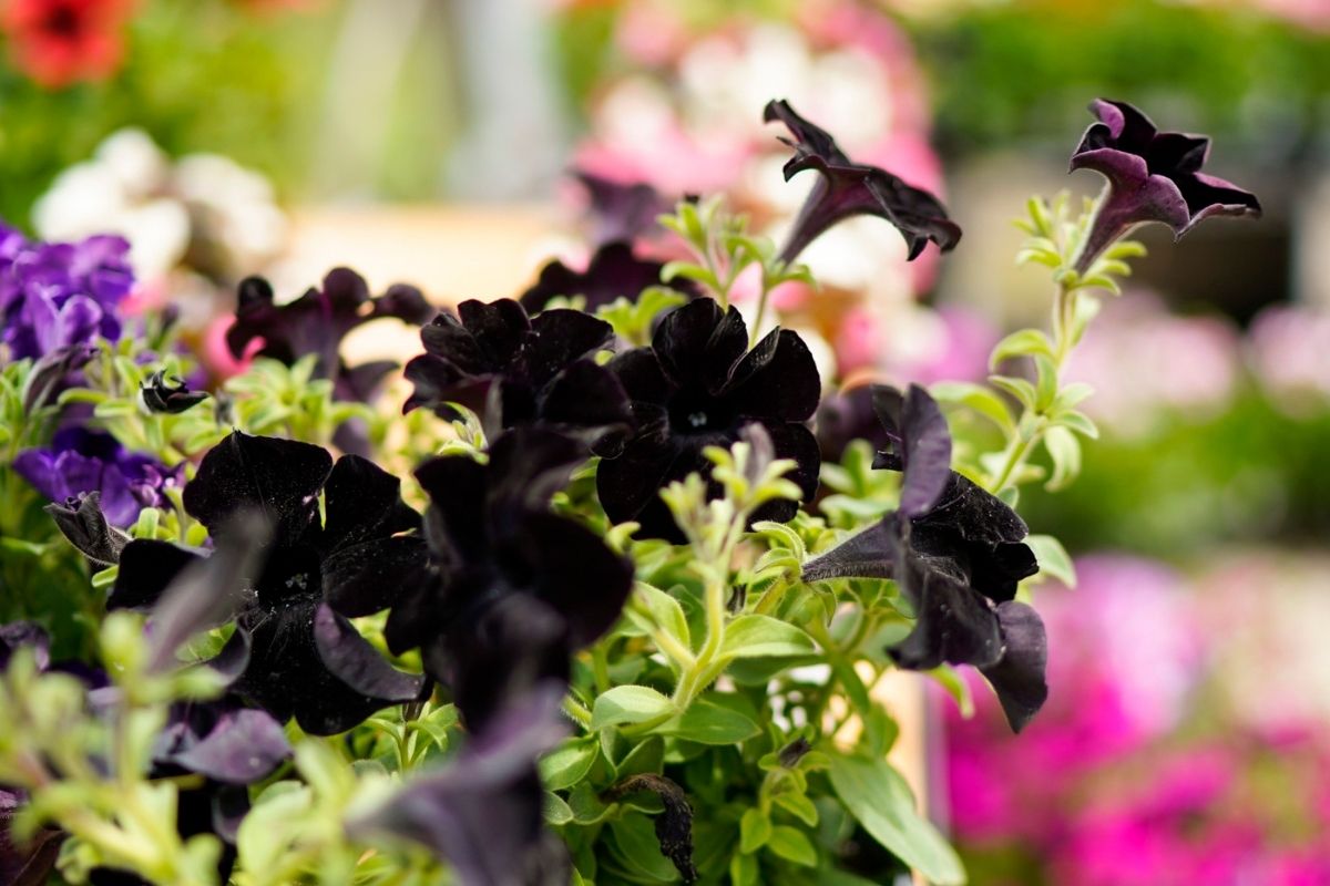 Torna FLORACULT: la mostra e mercato green per i maniaci della botanica Torna FLORACULT: la mostra e mercato green per i maniaci della botanica