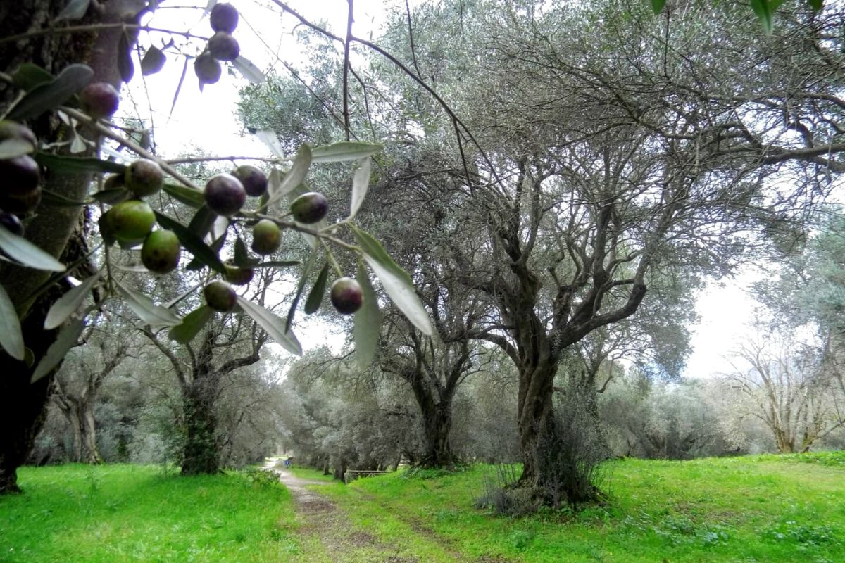 L’imperatore Adriano diventa produttore di olio: le Villae ottengono l’Igp