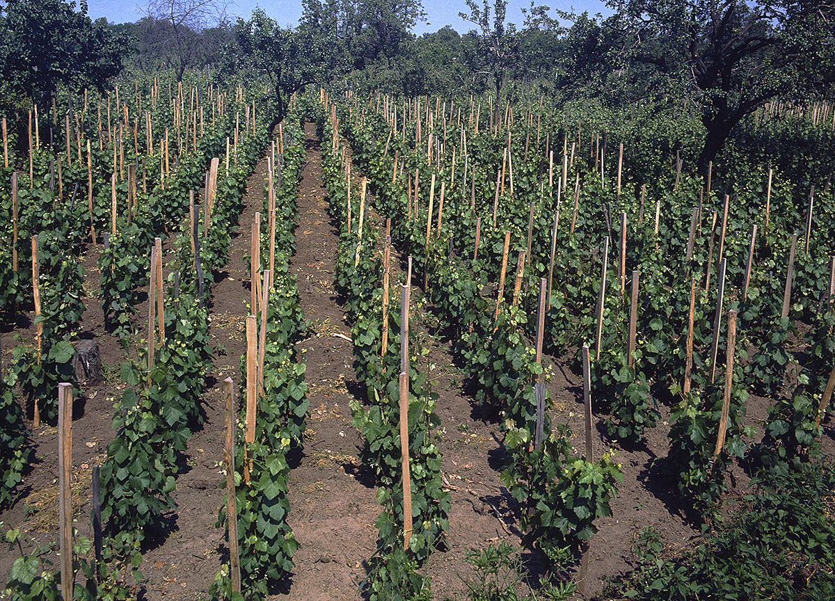 Vino Made in Italy, fatturato record a 13 miliardi di euro Vino Made in Italy, fatturato record a 13 miliardi di euro