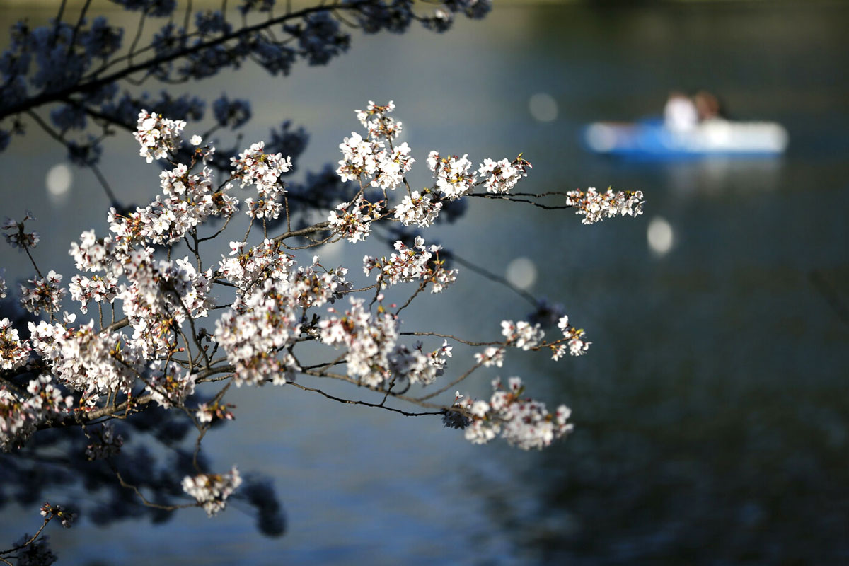 Fioriscono i ciliegi all’Eur: ma lo spettacolo Hanami dura solo 2 settimane Fioriscono i ciliegi all’Eur: ma lo spettacolo Hanami dura solo 2 settimane