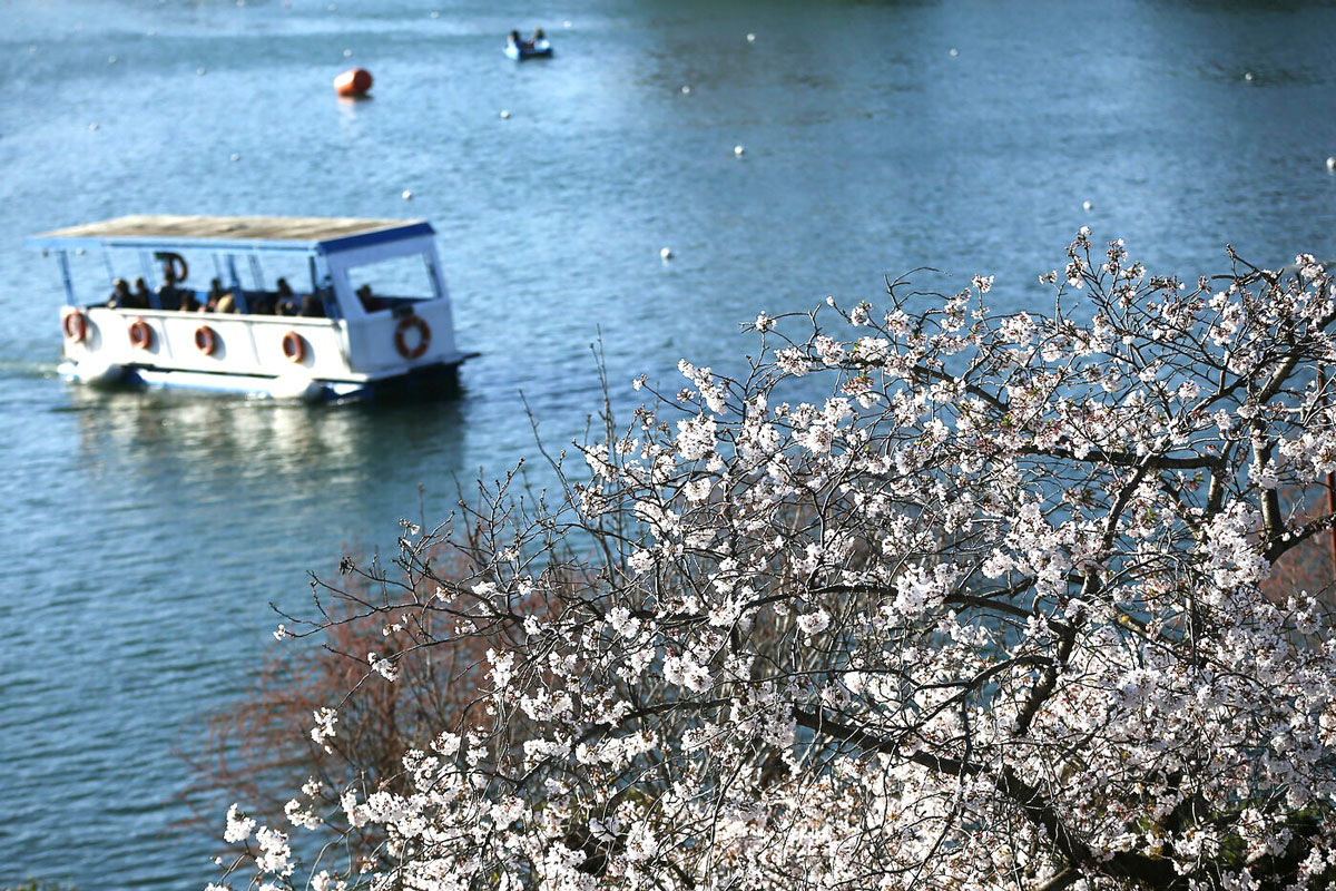 Fioriscono i ciliegi all’Eur: ma lo spettacolo Hanami dura solo 2 settimane Fioriscono i ciliegi all’Eur: ma lo spettacolo Hanami dura solo 2 settimane