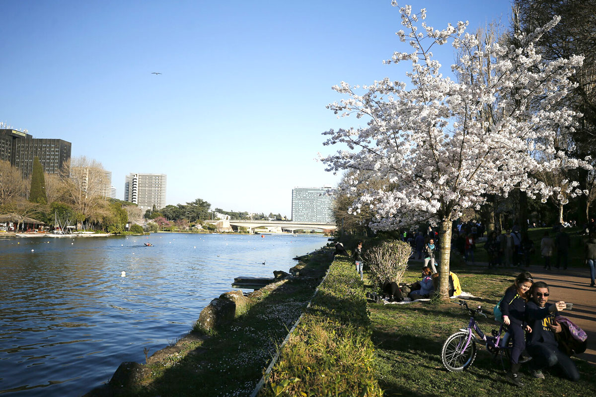 Fioriscono i ciliegi all’Eur: ma lo spettacolo Hanami dura solo 2 settimane Fioriscono i ciliegi all’Eur: ma lo spettacolo Hanami dura solo 2 settimane