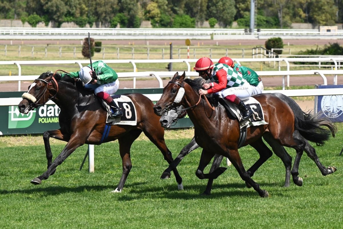 A Capannelle weekend di corse. Domenica 24 aprile l’atteso premio “Botticelli” A Capannelle weekend di corse. Domenica 24 aprile l’atteso premio “Botticelli”