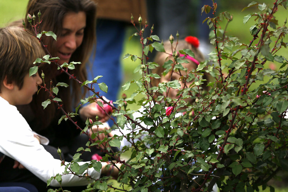 Roma apre le sue rose al mondo. Torna lo show green del Roseto Comunale