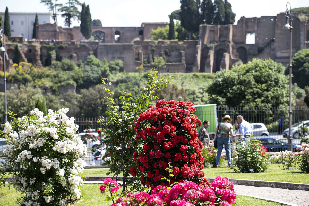 Roma apre le sue rose al mondo. Torna lo show green del Roseto Comunale