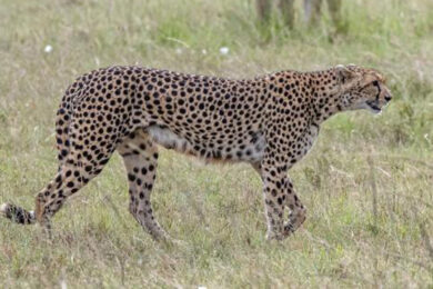 Leopardo ha seminato il panico in città: poliziotto ferito