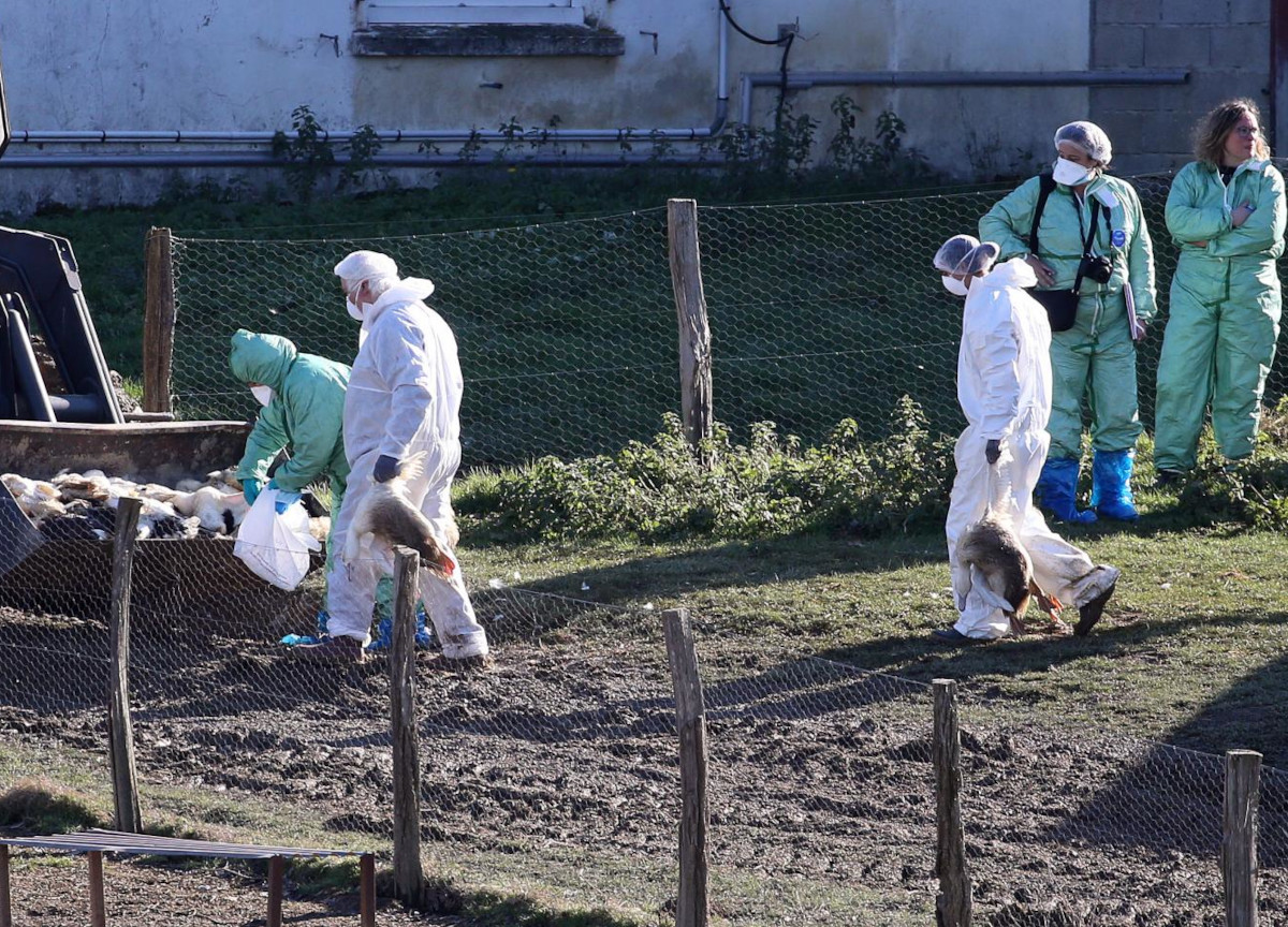 Cina, primo caso umano confermato di influenza aviaria H3N8. Nuovo allarme Cina, primo caso umano confermato di influenza aviaria H3N8. Nuovo allarme
