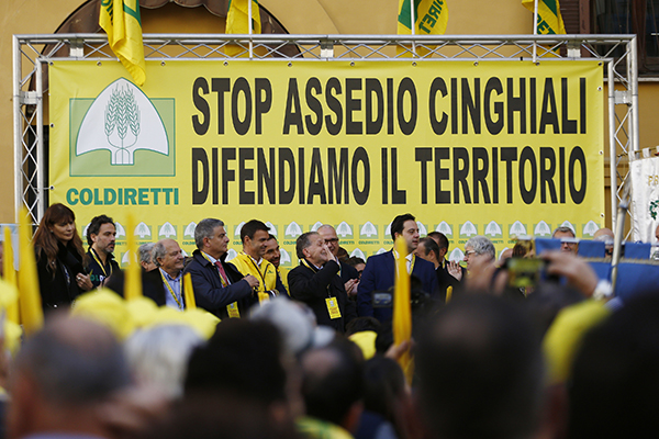 Cinghiali a Roma: finisce l’emergenza, ora è solo un problema di sicurezza Cinghiali a Roma: finisce l’emergenza, ora è solo un problema di sicurezza
