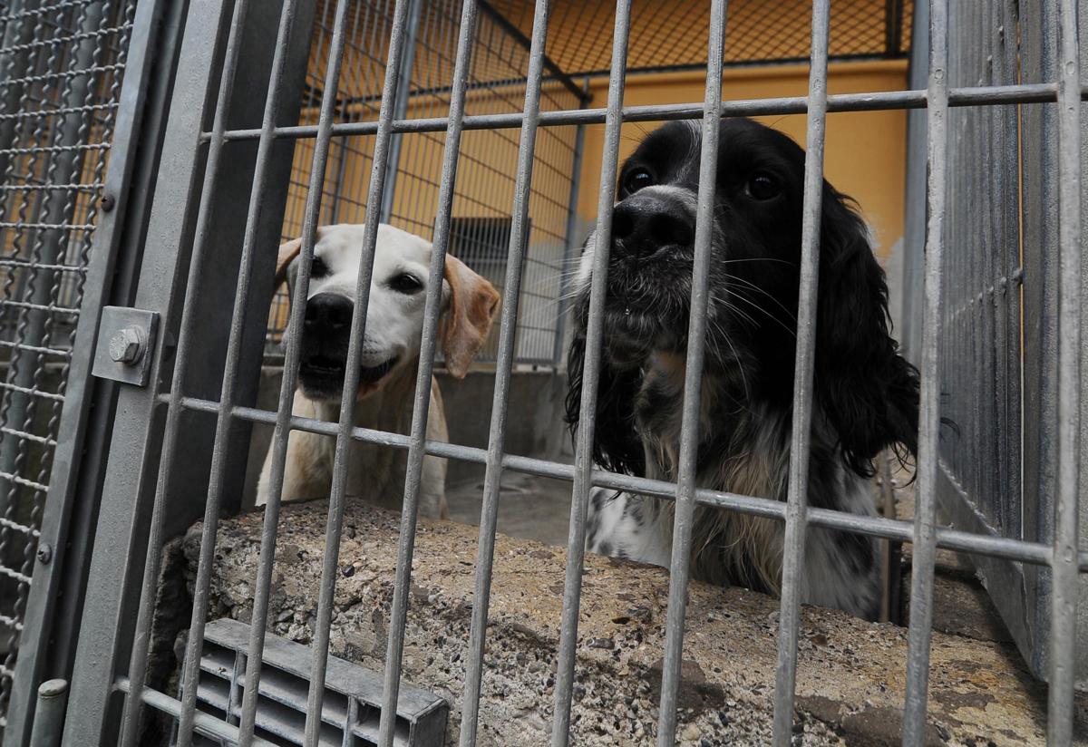Cani, razze più aggressive? Uno studio smentisce la “leggenda metropolitana” Cani, razze più aggressive? Uno studio smentisce la “leggenda metropolitana”