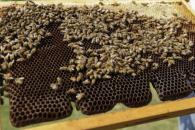 Lasciate al sole su una pista ad Atlanta, morte cinque milioni di api