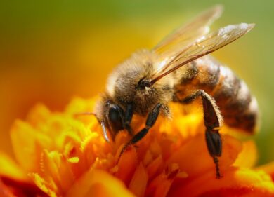 Api e impollinatori a Milano: gli effetti della cementificazione. La ricerca