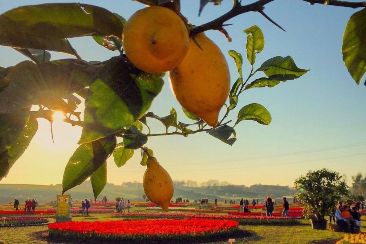 Flowers park, natura e primavera: un’oasi di verde per la Festa della mamma