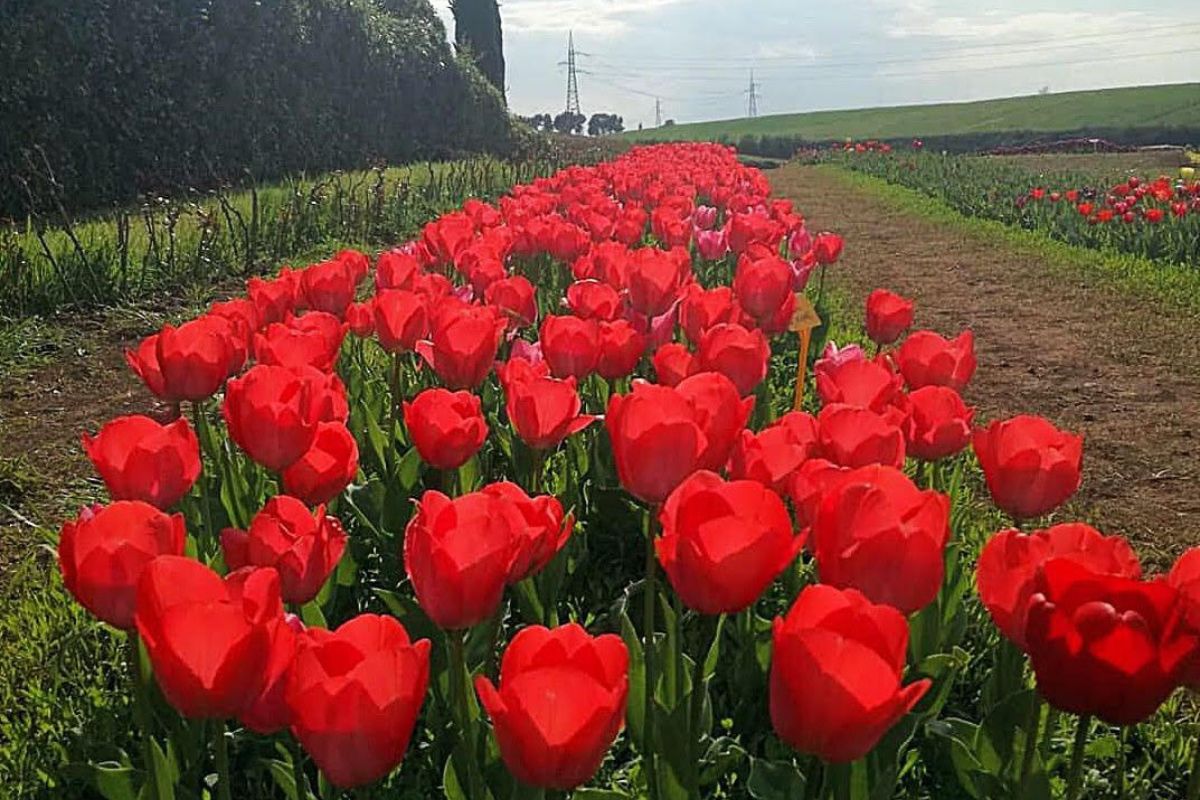 Flowers park, natura e primavera: un’oasi di verde per la Festa della mamma