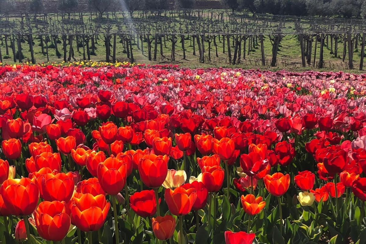 Flowers park, natura e primavera: un’oasi di verde per la Festa della mamma