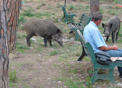 Roma, meglio sparare ai cinghiali che togliere i rifiuti. Animalisti infuriati
