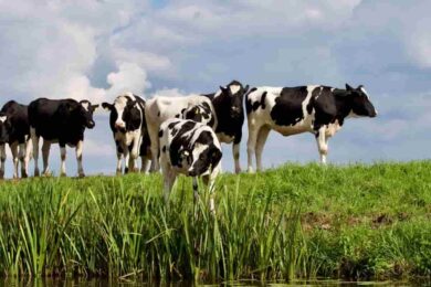 Alimentazione, si vince fame ed inquinamento con funghi e insetti