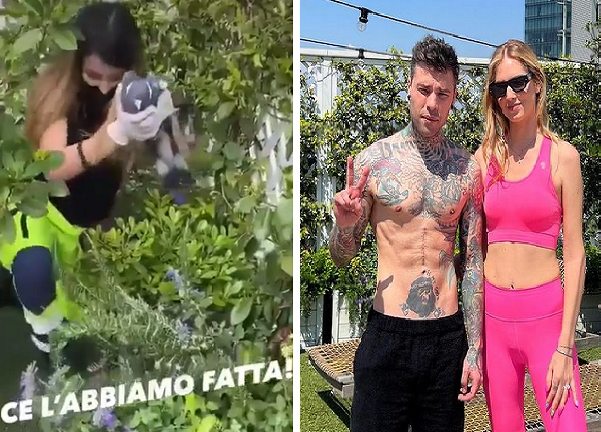 Colombaccio sul balcone dei Ferragnez salvato dall’Enpa Colombaccio sul balcone dei Ferragnez salvato dall’Enpa