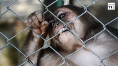 Irrompe il vaiolo delle scimmie, vaccino già pronto – Il tg VERO GIORNALE