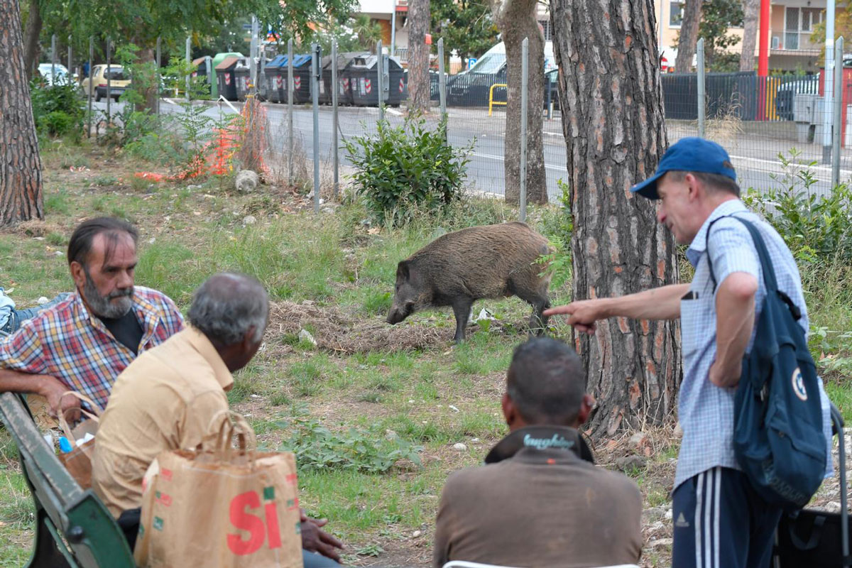 Cinghiali da abbattere: Wwf e Lipu contro il Ministero: “In mano ai cacciatori