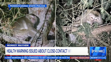 Vaiolo scimmie, quello strano incidente negli Usa  – Il tg VERO GIORNALE