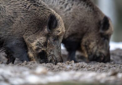 Cinghiali e peste suina, è emergenza nazionale. Coldiretti: “Vanno ridotti”