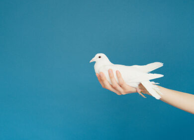 Colomba cerimoniale in pasto al gatto, insorgono gli animalisti sui social