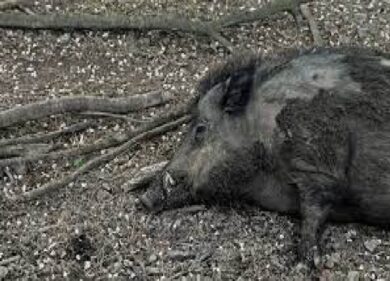 Peste suina, Piemonte e Liguria si uniscono. Rete anti-cinghiali lunga 260 km