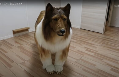 Spende 15.000 euro per “diventare” un cane: “Era il sogno di una vita” – VIDEO