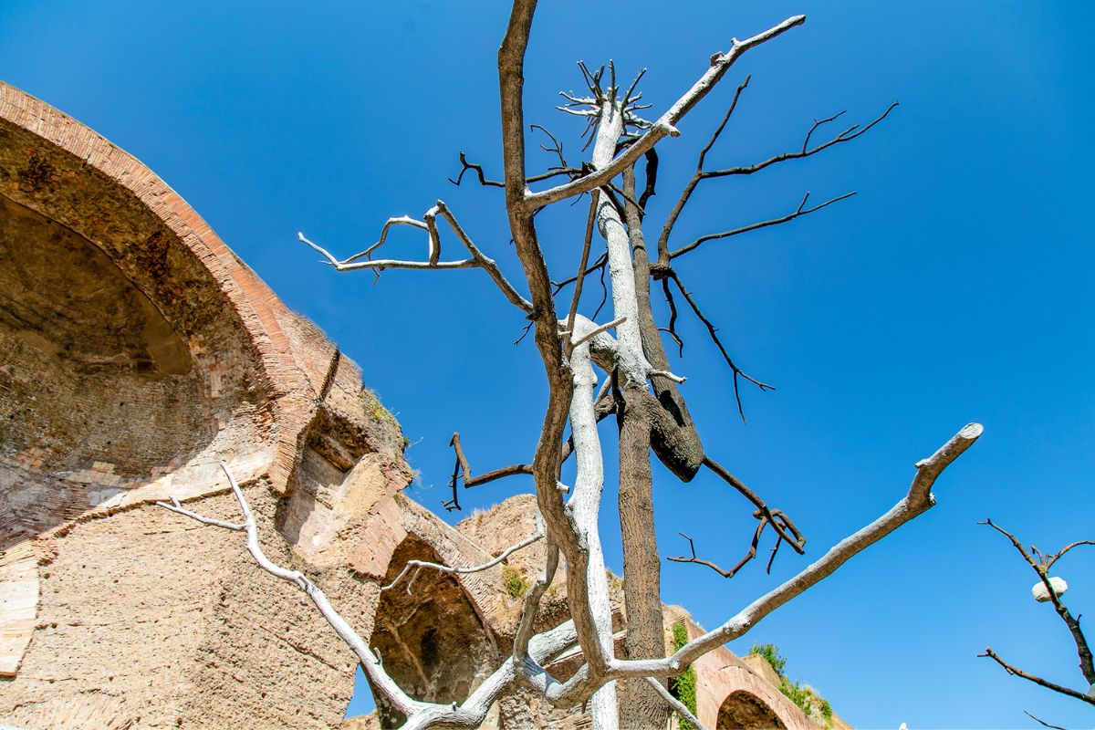 Gli alberi di Penone conquistano Caracalla: lo spettacolo alle Terme
