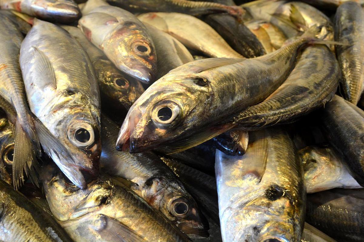 Tumore al colon, il pesce riduce il rischio del 30%: ecco quale scegliere Tumore al colon, il pesce riduce il rischio del 30%: ecco quale scegliere